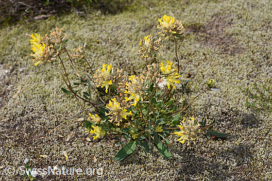 Foto: Alpen-Wundklee (Anthyllis vulneraria ssp. alpestris). Ganze Pflanze (Habitus).