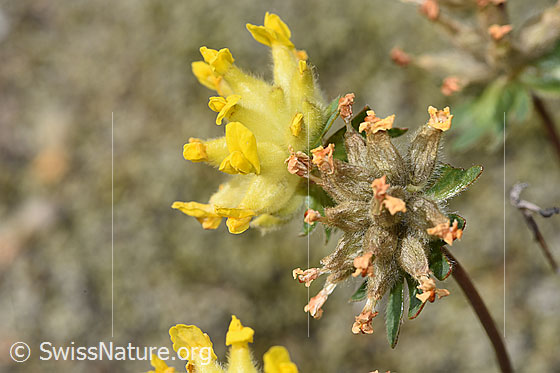 Foto: Alpen-Wundklee (Anthyllis vulneraria ssp. alpestris). Blütenstände.