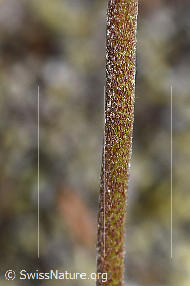 Foto: Alpen-Wundklee (Anthyllis vulneraria ssp. alpestris). Stängel.