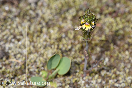 Foto: Zwerg-Augentrost (Euphrasia minima). Ganze Pflanze (Habitus).
