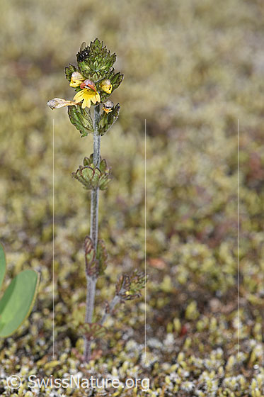 Photo: Euphrasia minima. Whole plant (habiti).