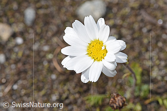 Foto: Gewöhnliche Alpenmargerite (Leucanthemopsis alpina). Blüte.