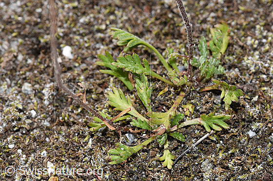 Foto: Gewöhnliche Alpenmargerite (Leucanthemopsis alpina). Blätter und Stängel.
