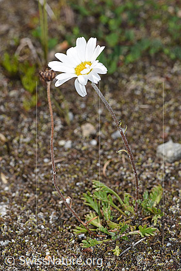 Foto: Gewöhnliche Alpenmargerite (Leucanthemopsis alpina). Ganze Pflanze (Habitus).