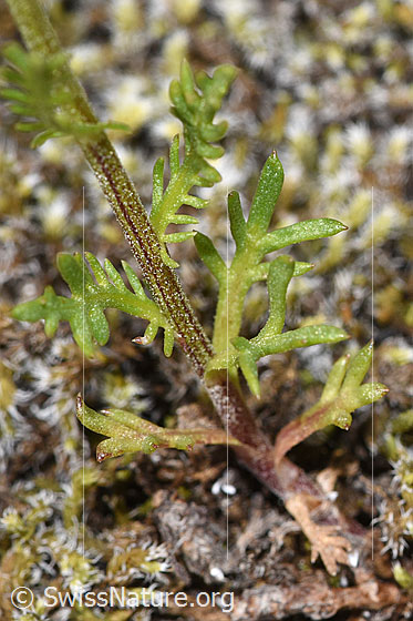 Photo: Achillea erba-rotta ssp. Moschata. Stem and leaves.