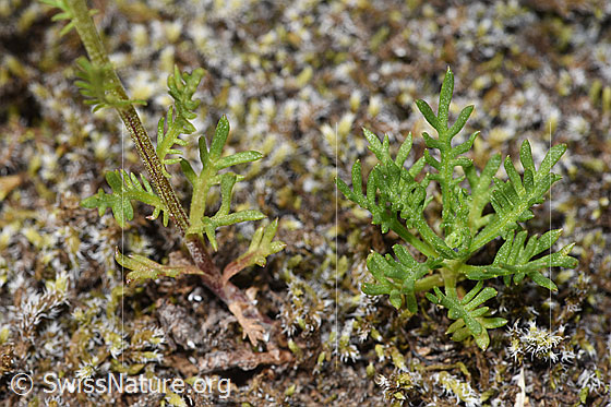 Photo: Achillea erba-rotta ssp. Moschata. Stem and leaves.