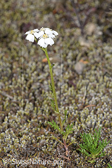 Photo: Achillea erba-rotta ssp. Moschata. Whole plant (habiti).