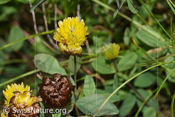Foto: Braun-Klee (Trifolium badium). Blüte und Blätter.