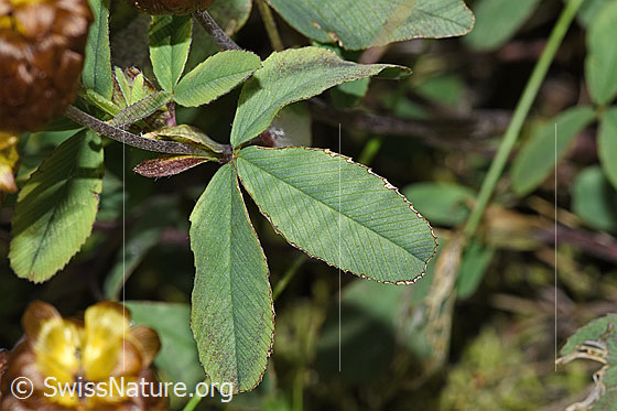 Photo: Trifolium badium. Leaves.