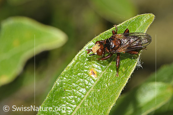 Photo: Sicus ferrugineus. Length 8.5 - 9.5mm. View from diagonally above.