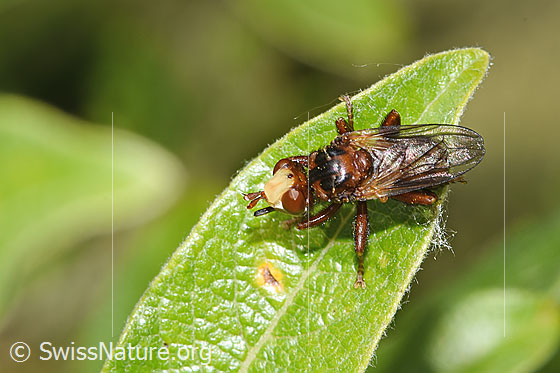 Gemeine Breitstirnblasenkopffliege (Sicus ferrugineus)