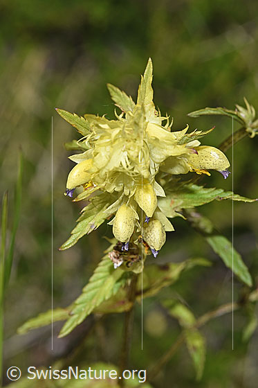 Photo: Rhinanthus glacialis. Blossoms and leaves.