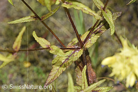 Foto: Schmalblättriger Klappertopf (Rhinanthus glacialis). Stängel und Blätter.
