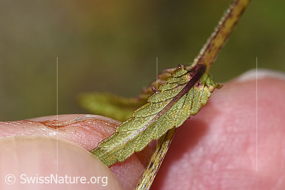 Foto: Schmalblättriger Klappertopf (Rhinanthus glacialis). Blattunterseite.