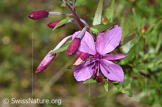 Foto: Fleischers Weidenröschen (Epilobium fleischeri). Blüte.