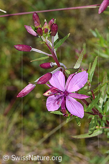 Foto: Fleischers Weidenröschen (Epilobium fleischeri). Blüten und Knospen.