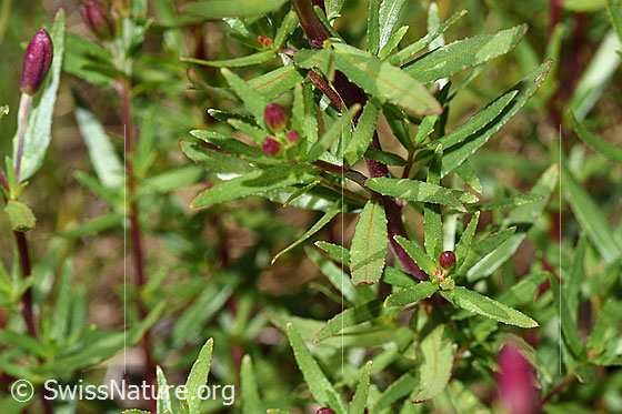 Foto: Fleischers Weidenröschen (Epilobium fleischeri). Blätter.