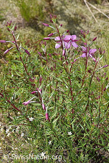 Foto: Fleischers Weidenröschen (Epilobium fleischeri). Ganze Pflanze (Habitus).