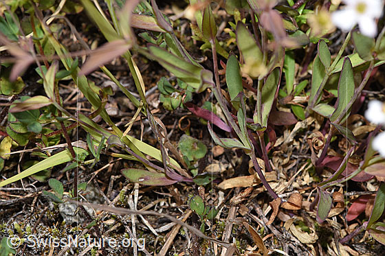 Photo: Silene rupestris. Leaves and stem.
