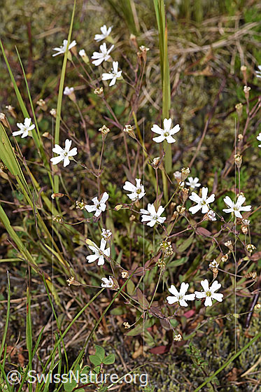 Photo: Silene rupestris. Whole plant (habiti).