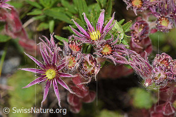 Foto: Berg-Hauswurz (Sempervivum montanum). Blüten.