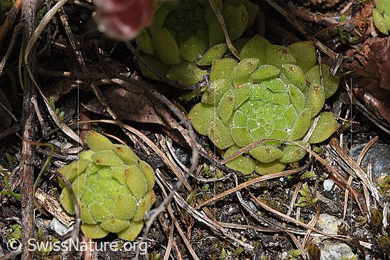 Foto: Berg-Hauswurz (Sempervivum montanum). Blattrosetten.