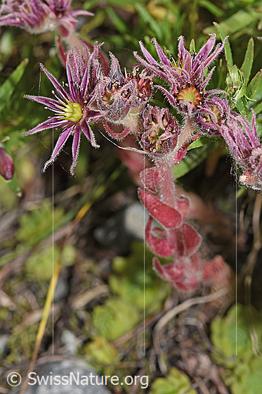 Foto: Berg-Hauswurz (Sempervivum montanum). Ganze Pflanze (Habitus).