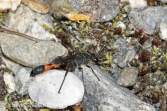 Photo: Ammophila sabulosa. Length 15mm. Male. View from the side.