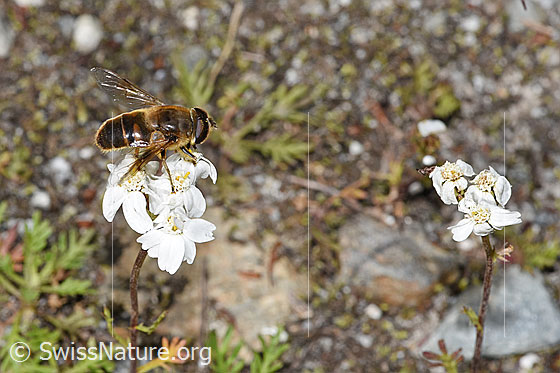 Photo: Eristalis tenax on Achillea erba-rotta ssp. moschata. Length 12 - 16mm. Male. View from diagonally above.