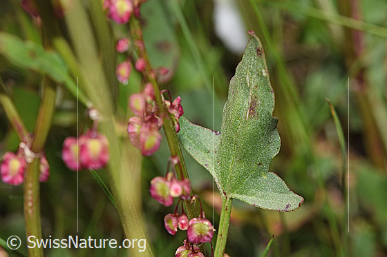 Foto: Schildblättriger Ampfer (Rumex scutatus). Blatt.