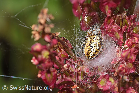 Photo: Aculeperia ceropegia on Rumex scutatus. View from above.