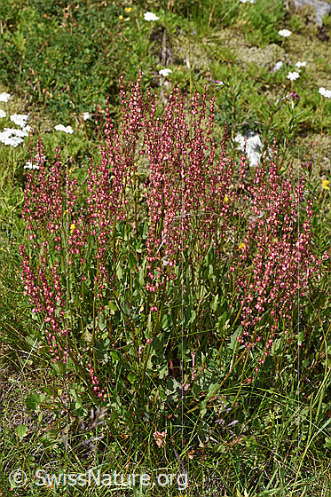 Foto: Schildblättriger Ampfer (Rumex scutatus). Ganze Pflanze (Habitus).