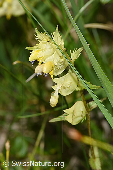 Foto: Schmalblättriger Klappertopf (Rhinanthus glacialis). Blüten und Blätter.