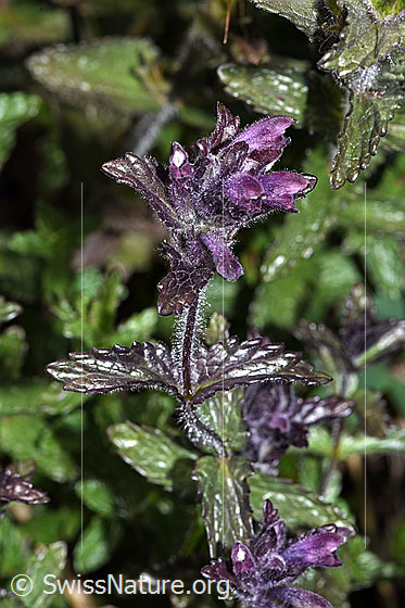Foto: Alpenhelm (Bartsia alpina). Blüten, Stängel und Blätter.