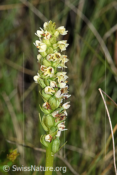 Photo: Pseudorchis albida. Inflorescence.