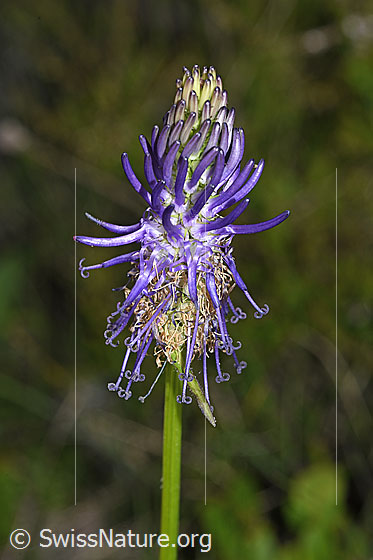 Photo: Phyteuma betonicifolium. Blossom. View from the side.