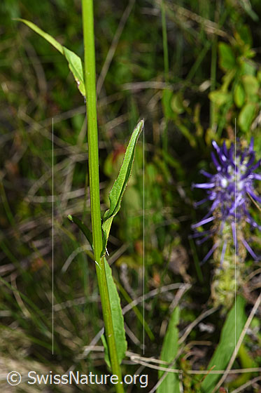 Photo: Phyteuma betonicifolium. Stem and stem leaves.