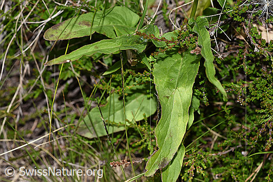 Photo: Phyteuma betonicifolium. Basic leaves.