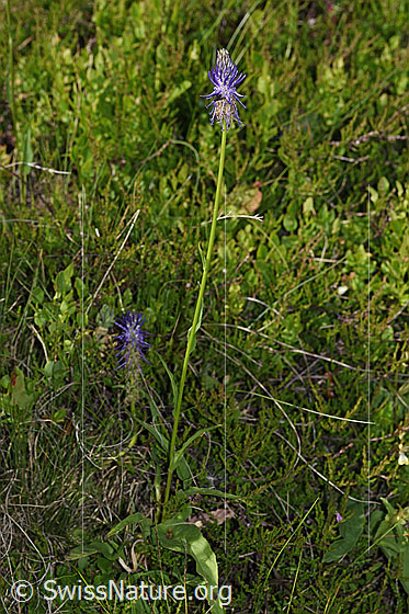 Photo: Phyteuma betonicifolium. Whole plant (habiti).