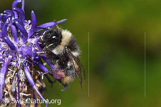 Pyrenäenhummel (Bombus pyrenaeus) auf Betonienblättrige Rapunzel (Phyteuma betonicifolium)