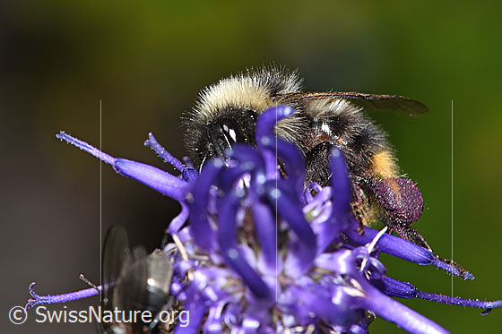Foto: Wahrscheinlich Pyrenäenhummel (Bombus pyrenaeus) auf Betonienblättrige Rapunzel (Phyteuma betonicifolium). Länge 9 - 20mm. Ansicht von seitlich vorne.