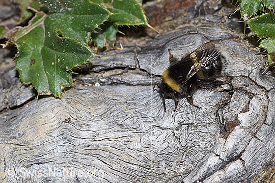 Foto: Wahrscheinlich Dunkle Erdhummel (Bombus terrestris). Ansicht von schräg oben.