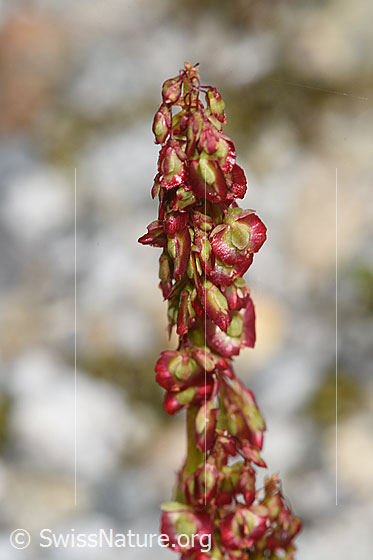 Photo: Oxyria digyna. Inflorescence.