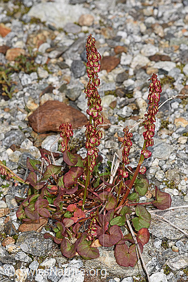 Photo: Oxyria digyna. Whole plant (habiti).