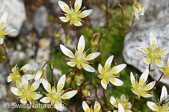 Foto: Moosartiger Steinbrech (Saxifraga bryoides). Blüten.