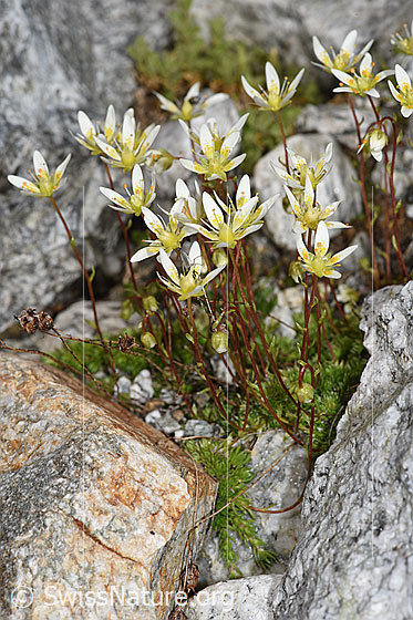 Foto: Moosartiger Steinbrech (Saxifraga bryoides). Ganze Pflanze (Habitus).