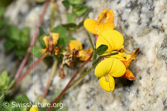 Foto: Alpen-Hornklee (Lotus alpinus). Blüten.