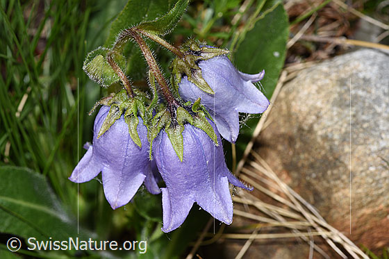 Foto: Bärtige Glockenblume (Campanula barbata). Blüten. Ansicht von oben.