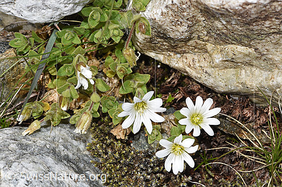 Photo: Cerastium uniflorum. Whole plant (habit).