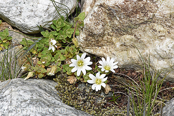Photo: Cerastium uniflorum. Whole plant (habit).